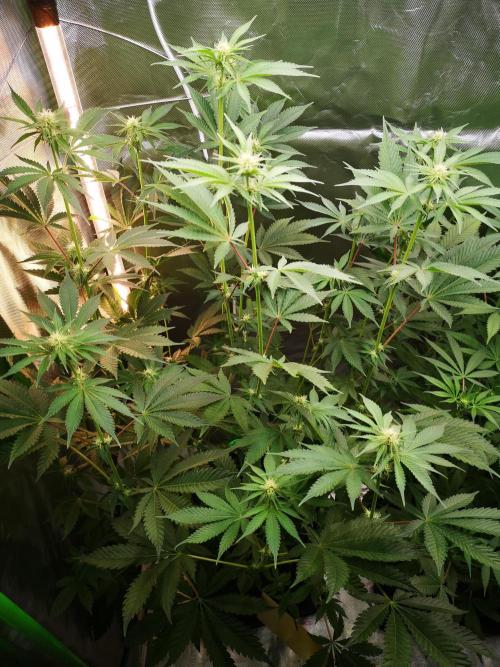 Skywalker/Chemira/Cherry. Week 8