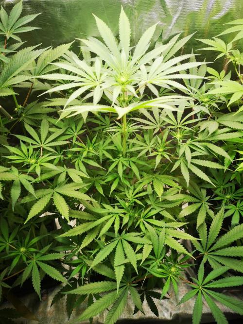 Skywalker/Chemira/Cherry. Week 8