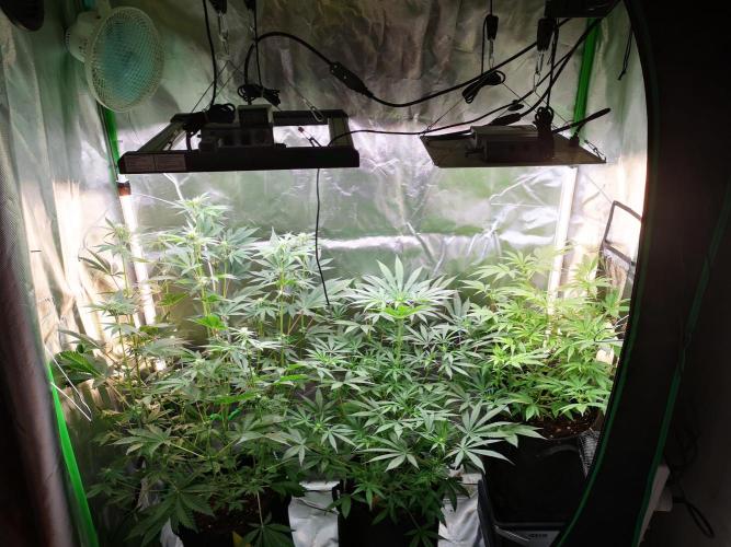 Skywalker/Chemira/Cherry. Week 8