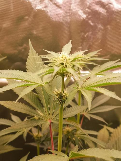 Skywalker/Chemira/Cherry. Week 8