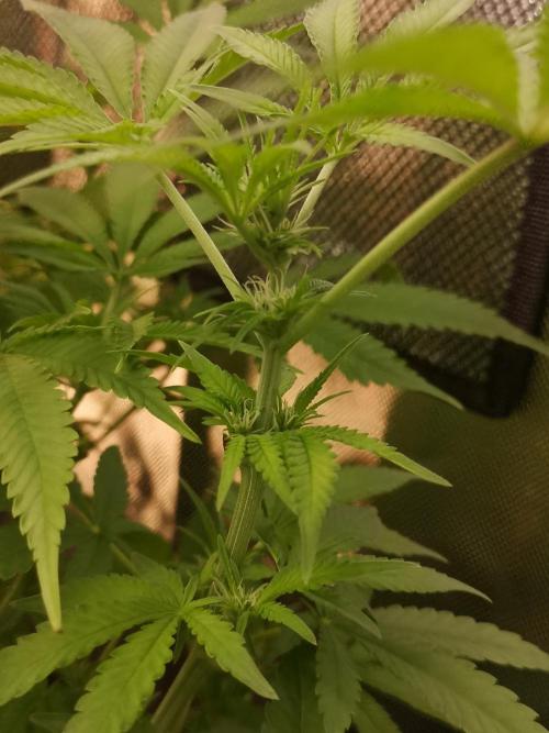 Skywalker/Chemira/Cherry. Week 8