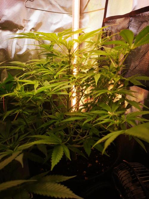 Skywalker/Chemira/Cherry. Week 8