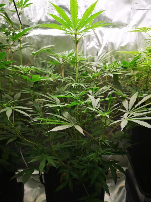 Skywalker/Chemira/Cherry. Week 8