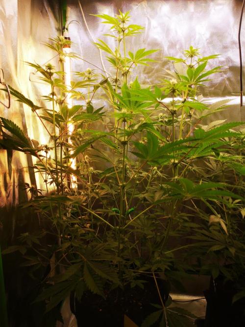 Skywalker/Chemira/Cherry. Week 8