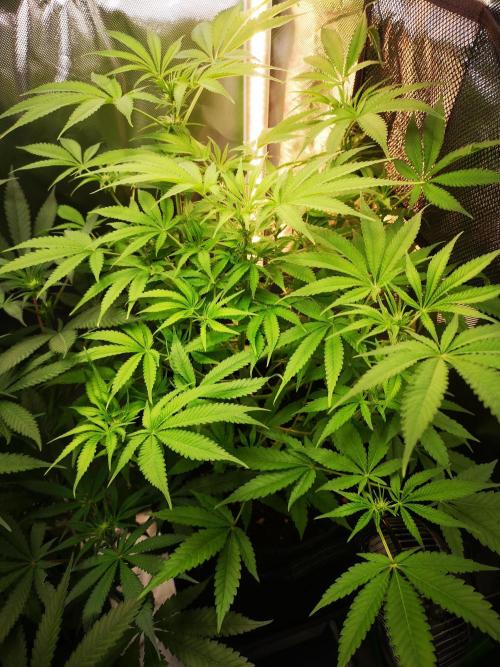 Skywalker/Chemira/Cherry. Week 9