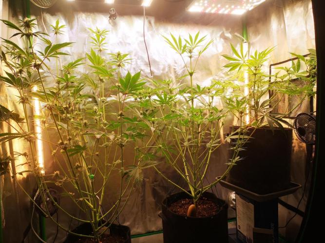 Skywalker/Chemira/Cherry. Week 10