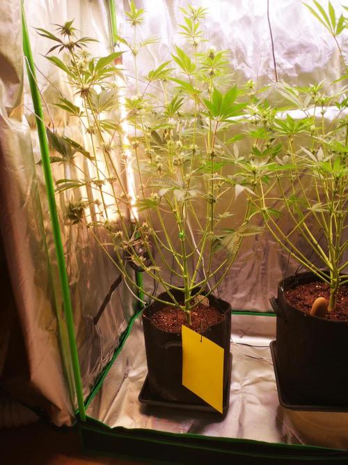 Skywalker/Chemira/Cherry. Week 10