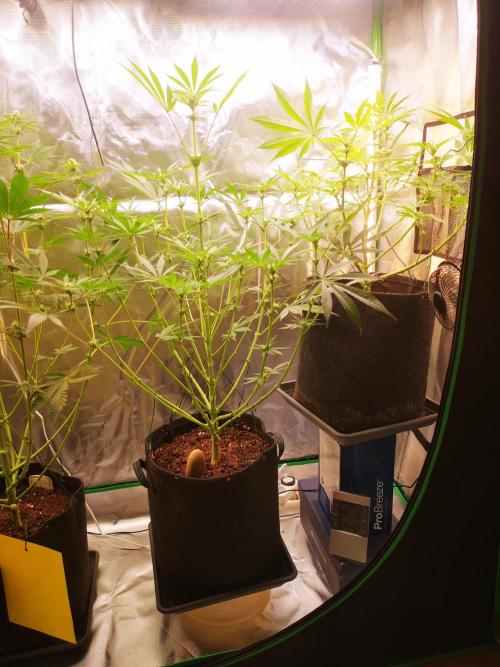 Skywalker/Chemira/Cherry. Week 10