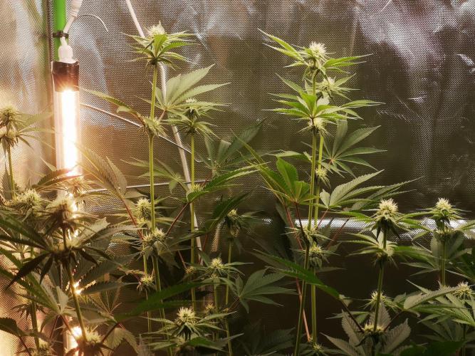 Skywalker/Chemira/Cherry. Week 10