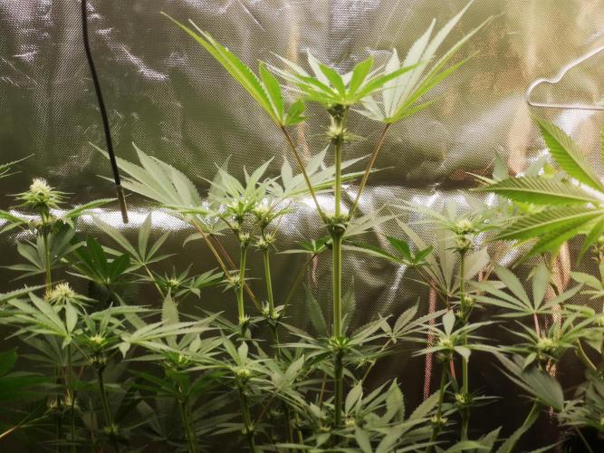 Skywalker/Chemira/Cherry. Week 10