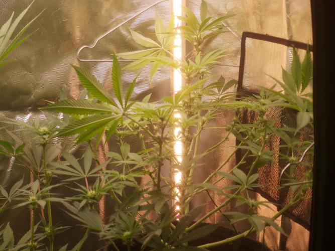 Skywalker/Chemira/Cherry. Week 10