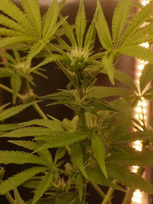 Skywalker/Chemira/Cherry. Week 10