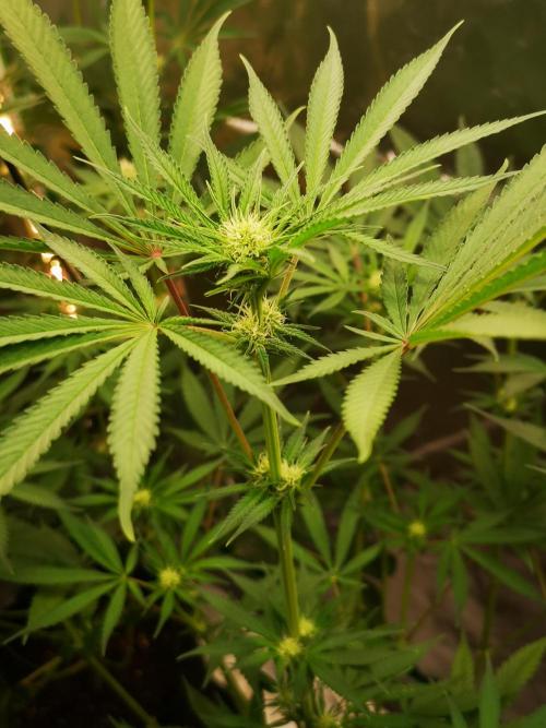 Skywalker/Chemira/Cherry. Week 10