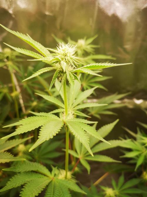 Skywalker/Chemira/Cherry. Week 10