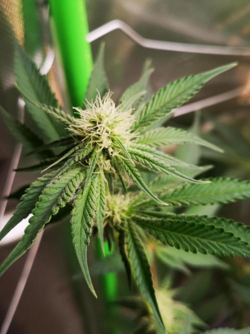 Skywalker/Chemira/Cherry. Week 10