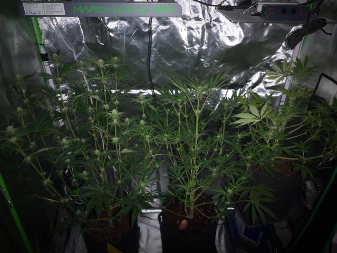 Skywalker/Chemira/Cherry. Week 11