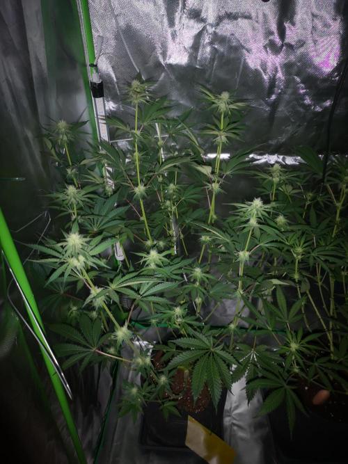 Skywalker/Chemira/Cherry. Week 11