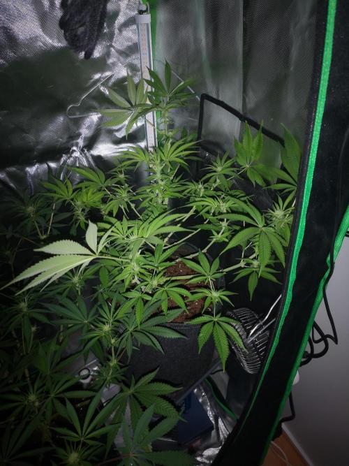 Skywalker/Chemira/Cherry. Week 11