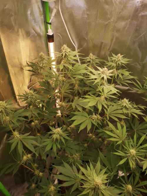 Skywalker/Chemira/Cherry. Week 12