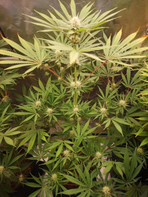 Skywalker/Chemira/Cherry. Week 12