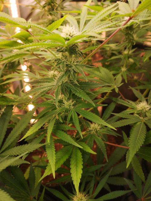 Skywalker/Chemira/Cherry. Week 12