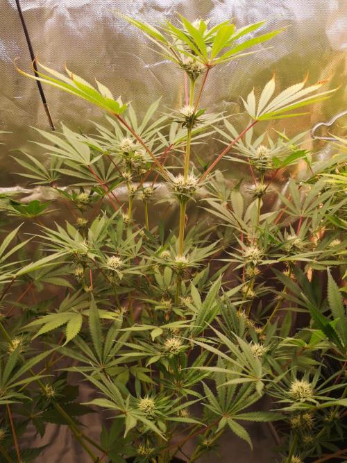 Skywalker/Chemira/Cherry. Week 12