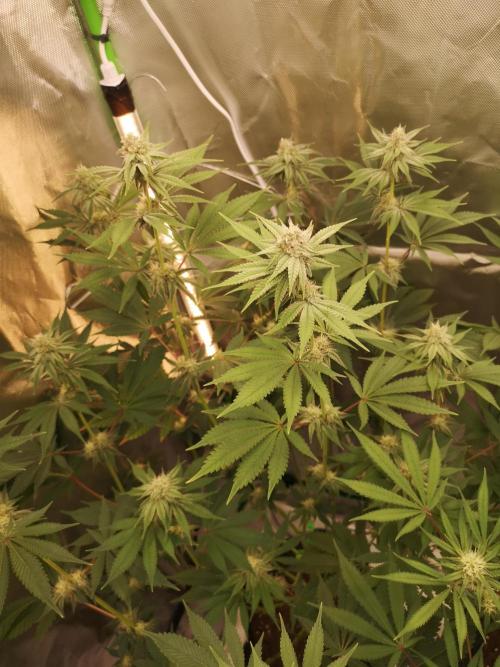 Skywalker/Chemira/Cherry. Week 12