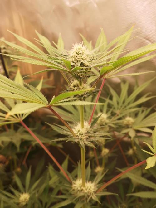 Skywalker/Chemira/Cherry. Week 12