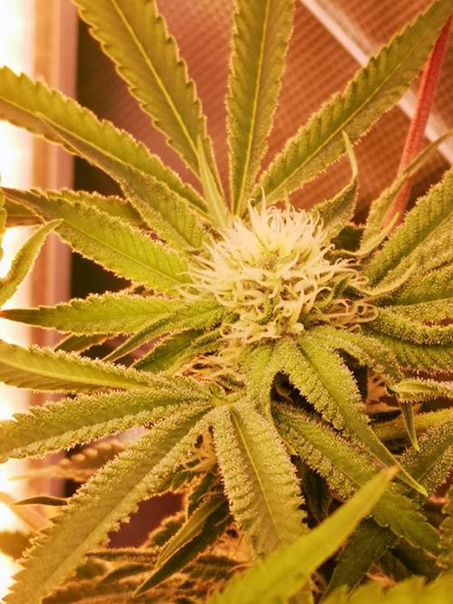 Skywalker/Chemira/Cherry. Week 12