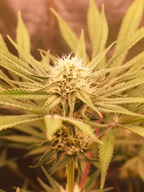 Skywalker/Chemira/Cherry. Week 12