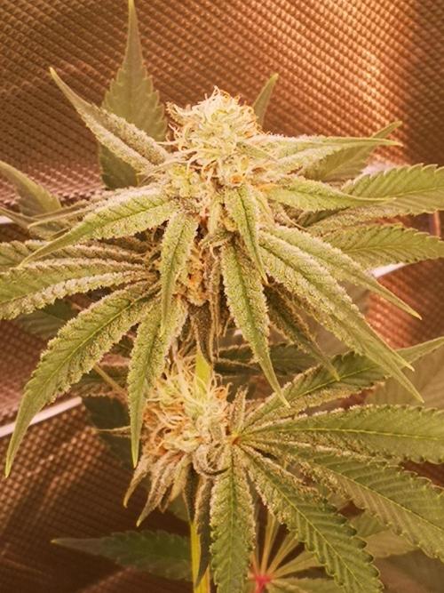 Skywalker/Chemira/Cherry. Week 12