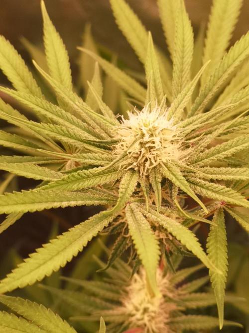 Skywalker/Chemira/Cherry. Week 12