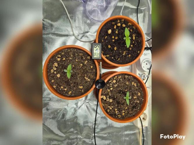 Skywalker/Chemira/Cherry