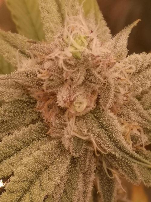 Skywalker/Chemira/Cherry. Week 13