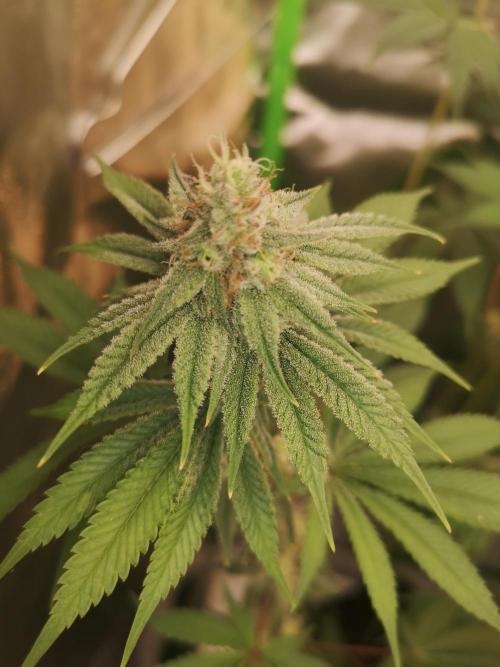 Skywalker/Chemira/Cherry. Week 13