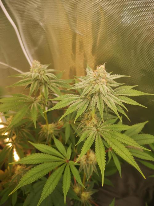 Skywalker/Chemira/Cherry. Week 13