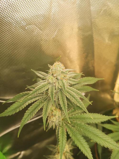 Skywalker/Chemira/Cherry. Week 13