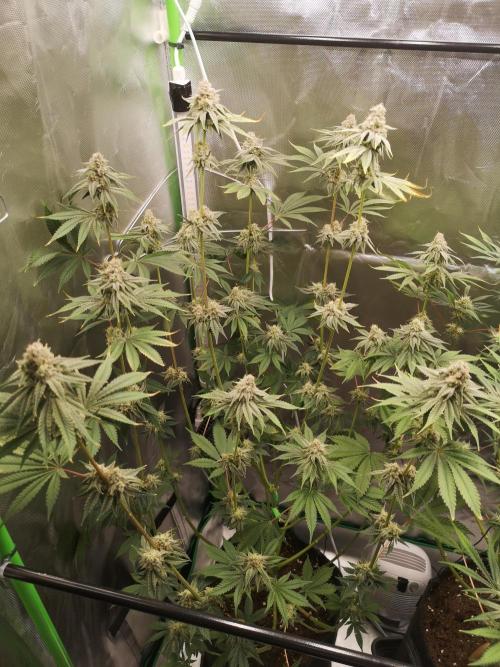 Skywalker/Chemira/Cherry. Week 13