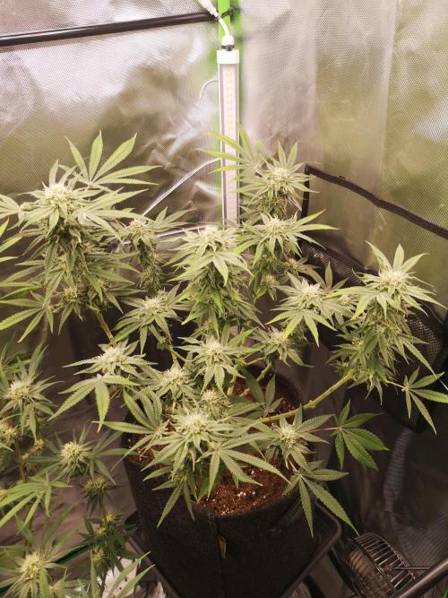 Skywalker/Chemira/Cherry. Week 13