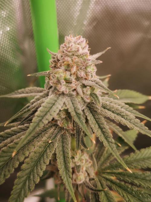 Skywalker/Chemira/Cherry. Week 14