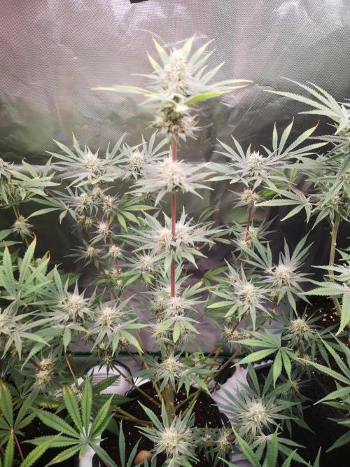 Skywalker/Chemira/Cherry. Week 14