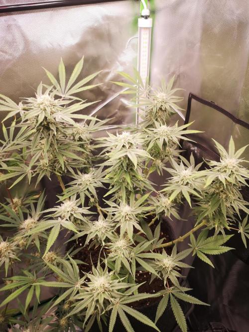 Skywalker/Chemira/Cherry. Week 14