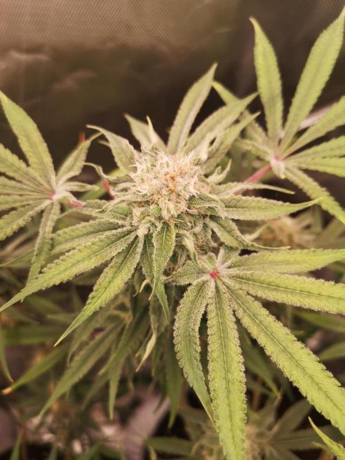 Skywalker/Chemira/Cherry. Week 15