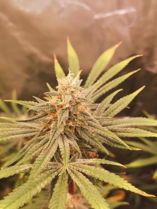 Skywalker/Chemira/Cherry. Week 15