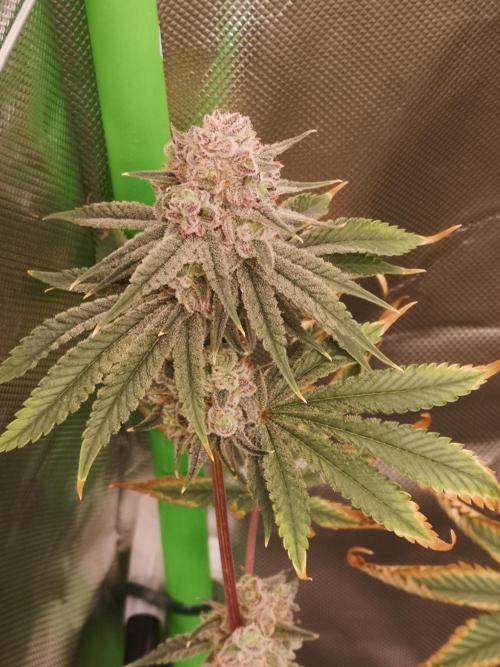 Skywalker/Chemira/Cherry. Week 15