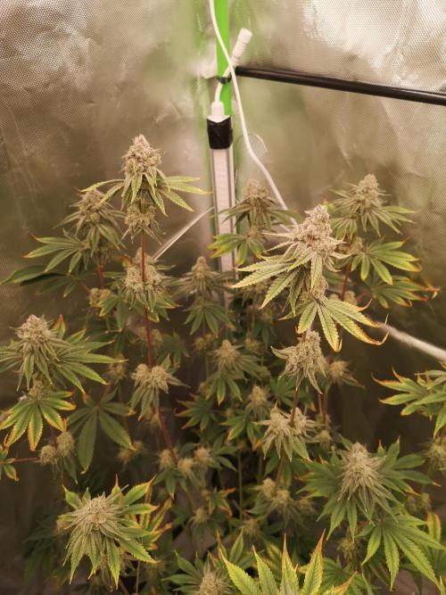 Skywalker/Chemira/Cherry. Week 15