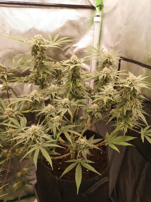 Skywalker/Chemira/Cherry. Week 15