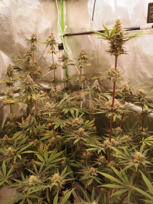 Skywalker/Chemira/Cherry. Week 15