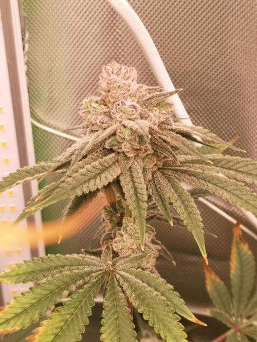 Skywalker/Chemira/Cherry. Week 15