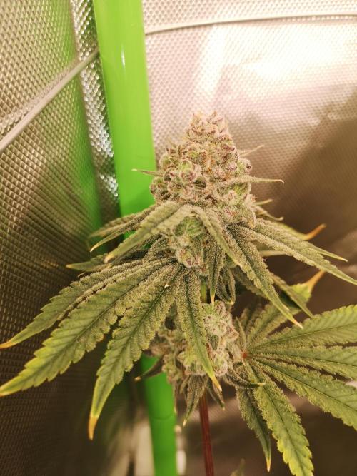 Skywalker/Chemira/Cherry. Week 15